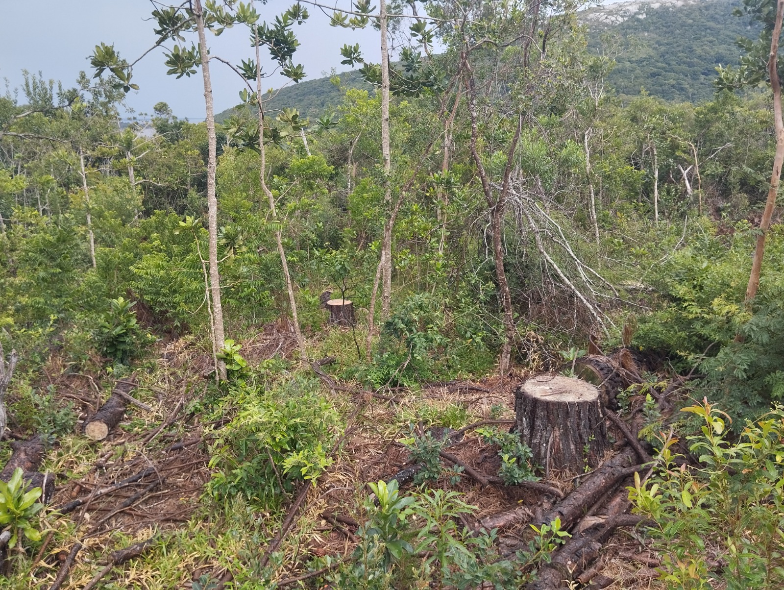 Recuperação de área degradada